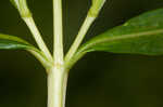 Bushy St. Johnswort